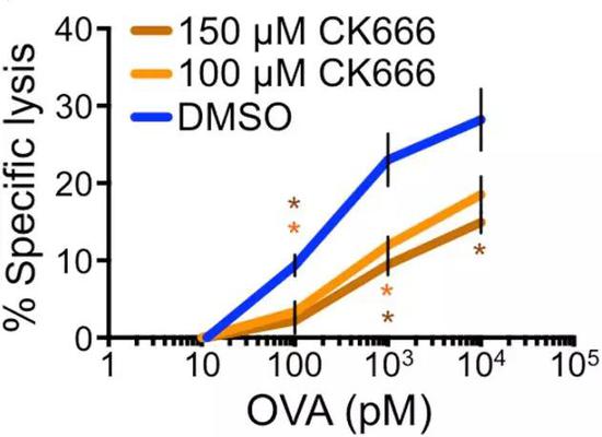 CK666作用下，T细胞对靶细胞裂解能力明显下降